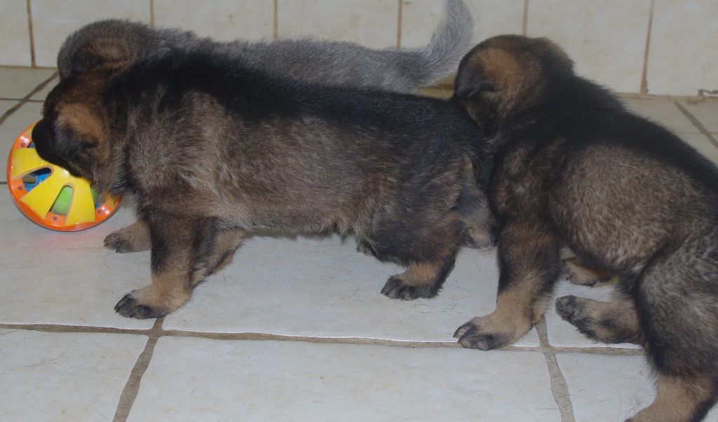 chiot Berger Allemand Du mas de montilla